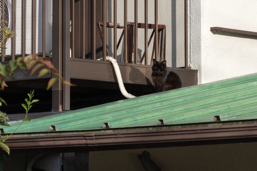 京都市の猫