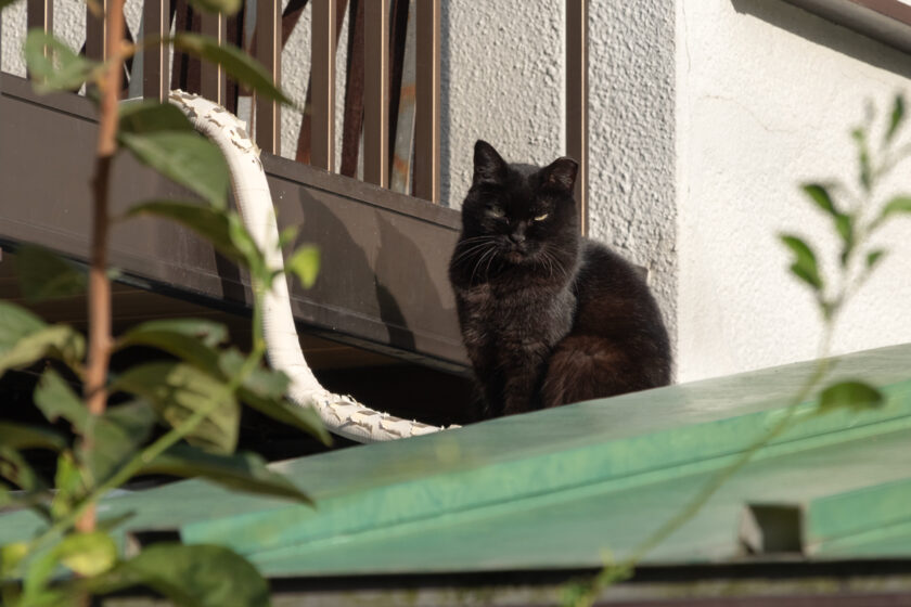 京都市の猫