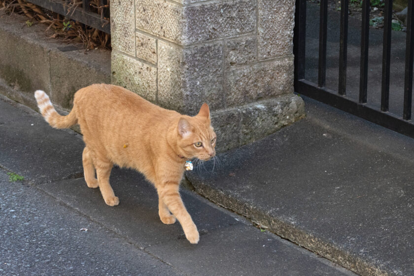 府中市の猫