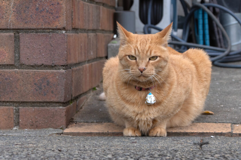 府中市の猫