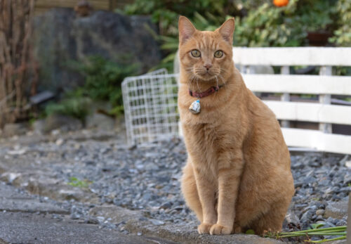 府中市の猫