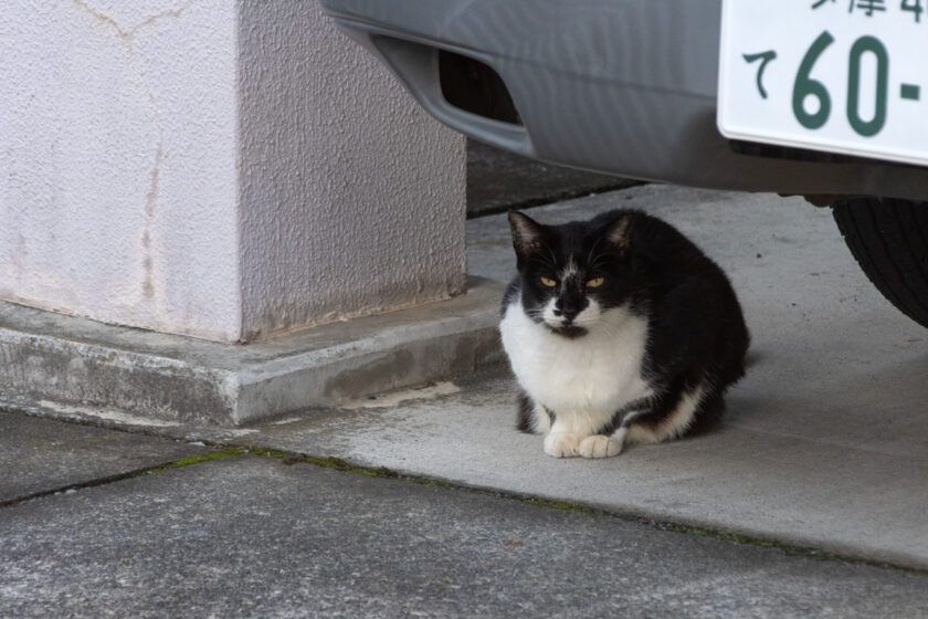 立川市の猫