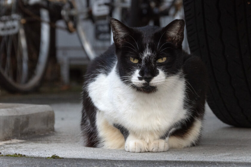 立川市の猫