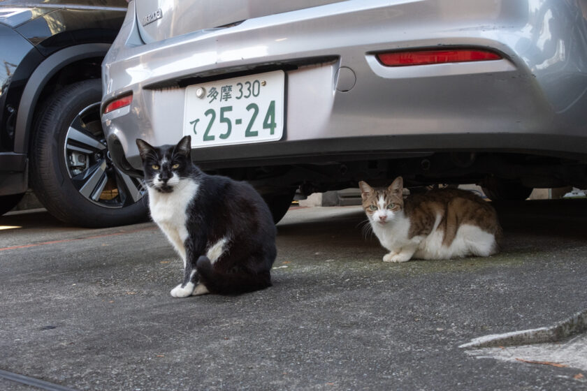 立川市の猫