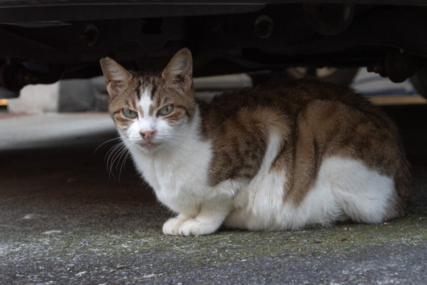 立川市の猫