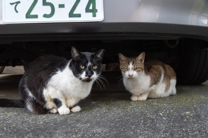 立川市の猫