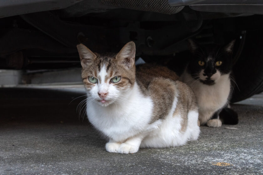 立川市の猫