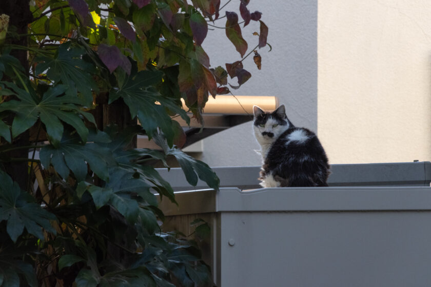 立川市の猫