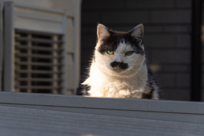 立川市の猫