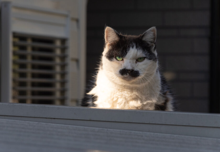 立川市の猫