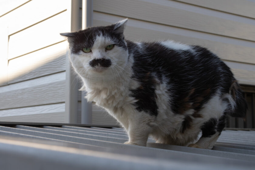 立川市の猫