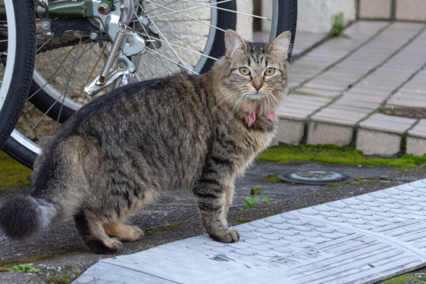 立川市の猫