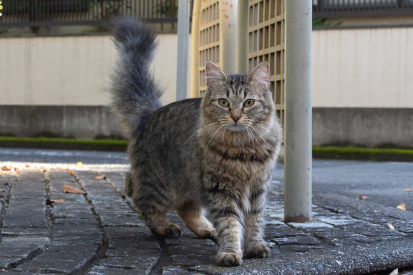 立川市の猫