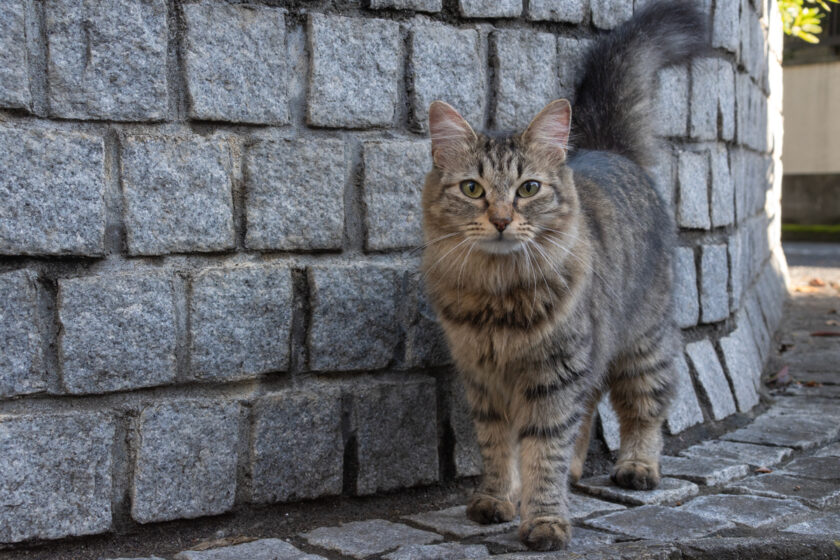 立川市の猫