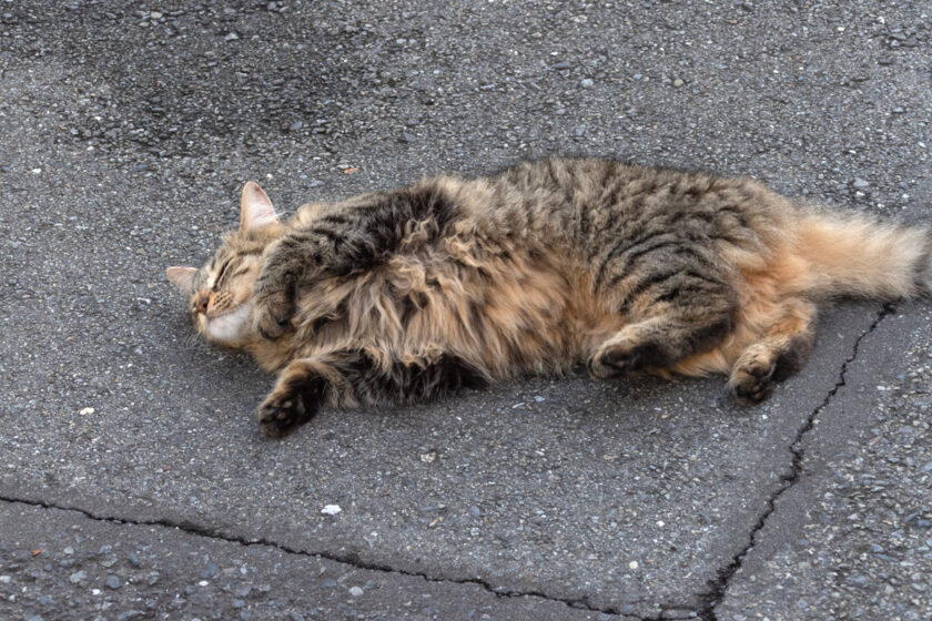 立川市の猫