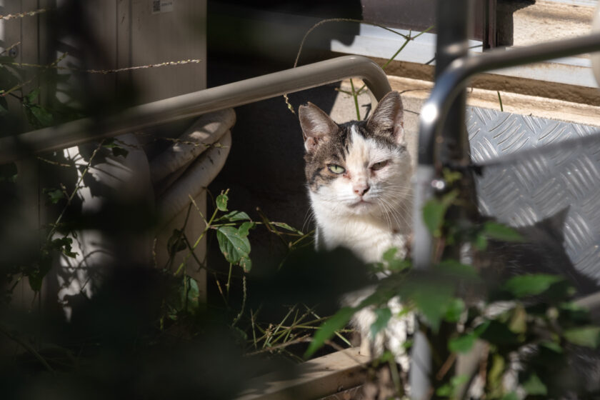 立川市の猫