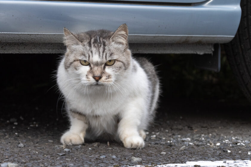 府中市の猫