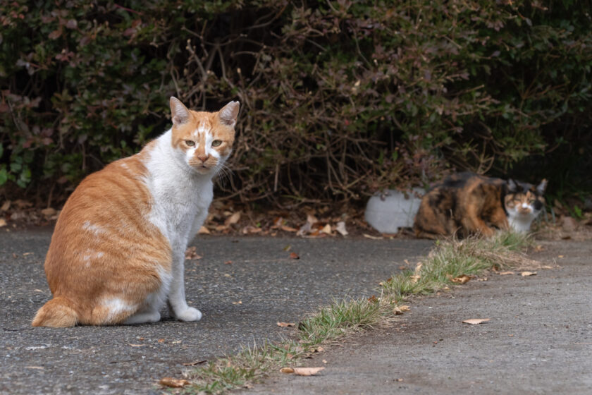 日野市の猫