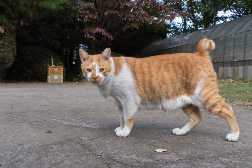 日野市の猫