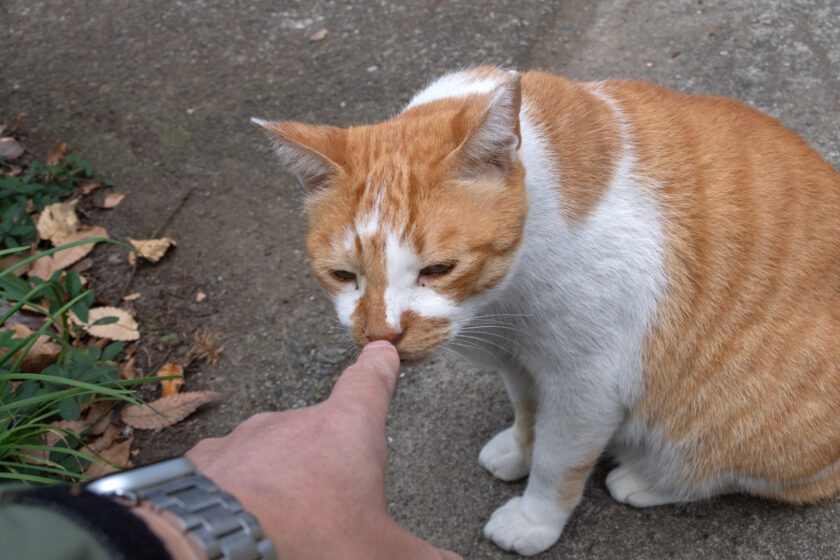 日野市の猫