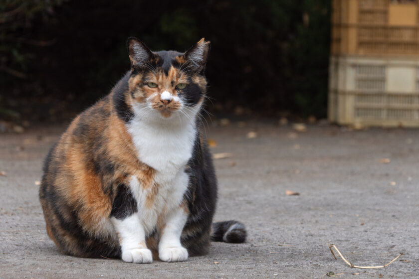 日野市の猫