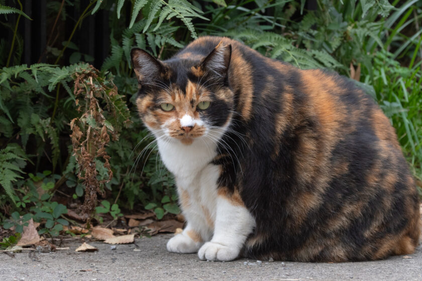 日野市の猫