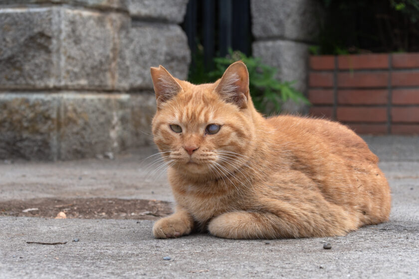 日野市の猫