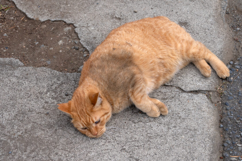 日野市の猫