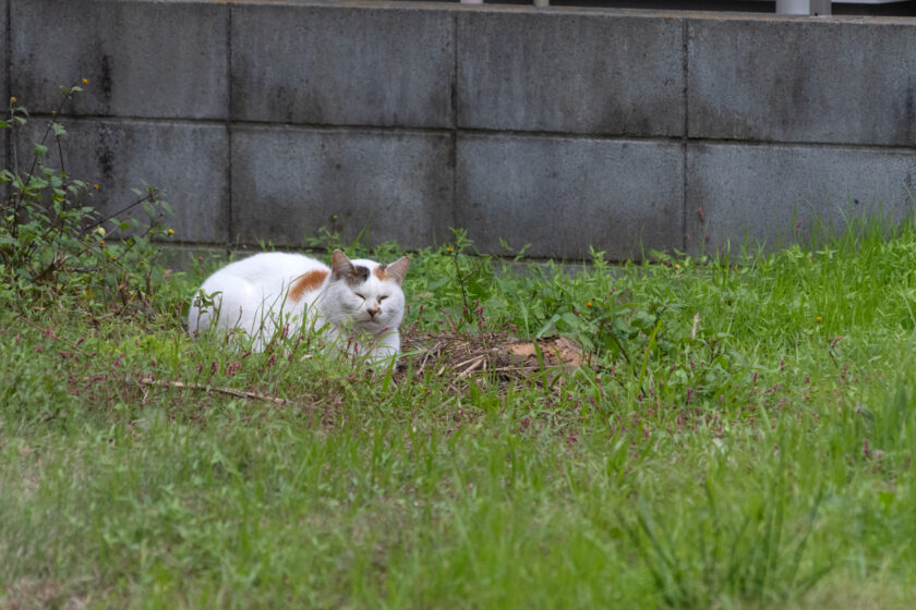 日野市の猫