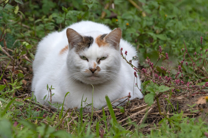 日野市の猫