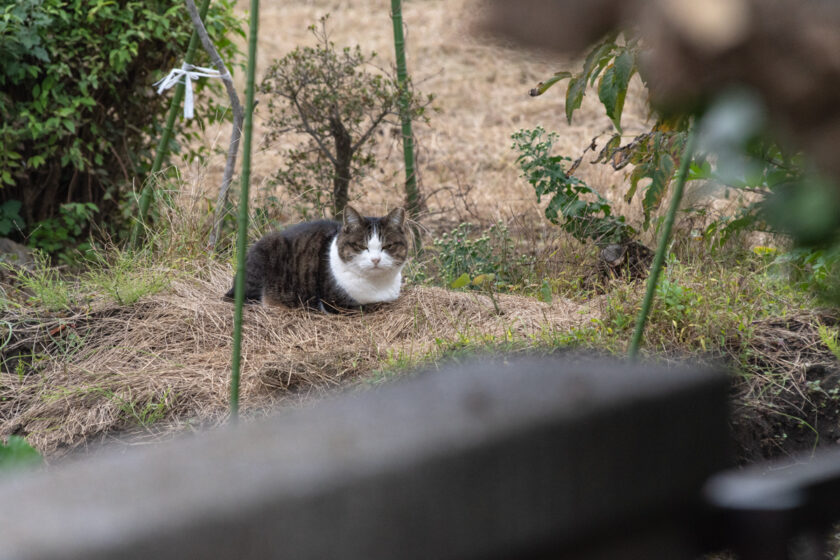 日野市の猫