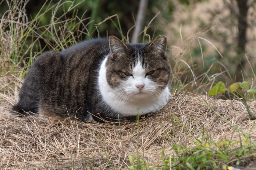 日野市の猫