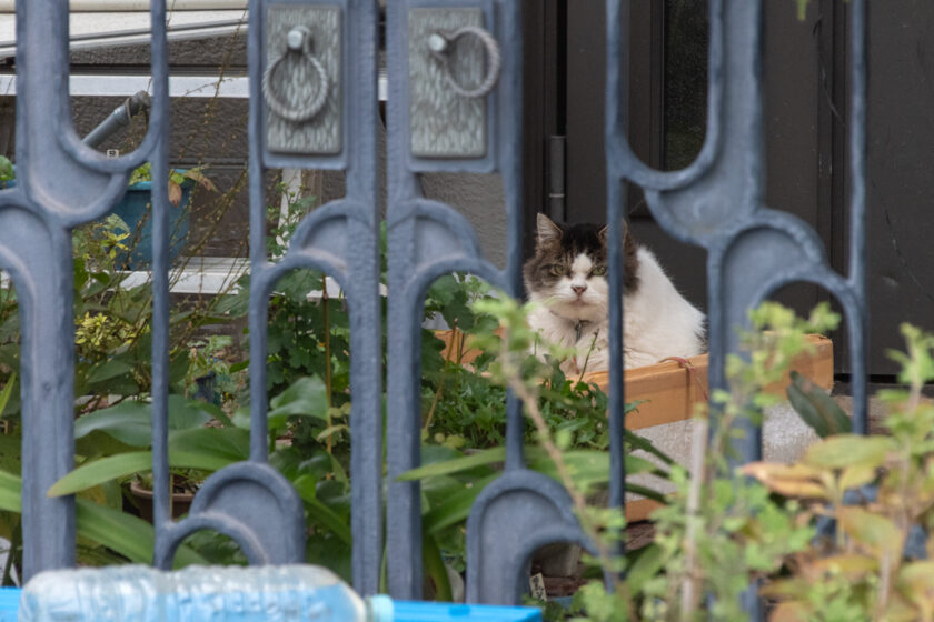 日野市の猫