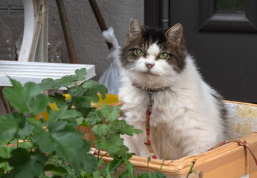 日野市の猫