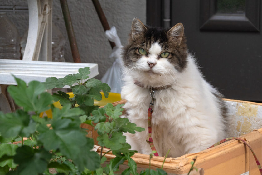 日野市の猫