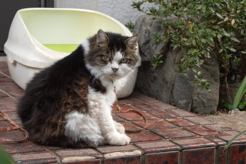 日野市の猫