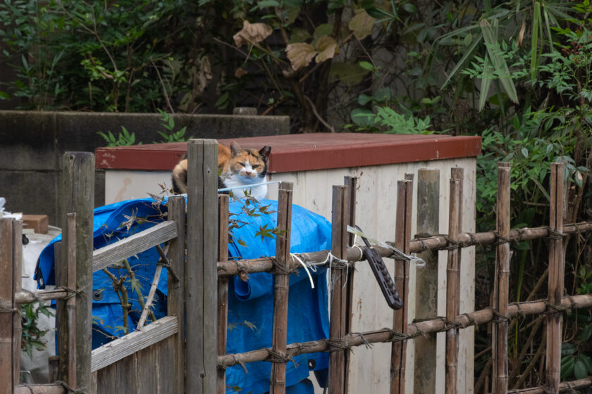 日野市の猫