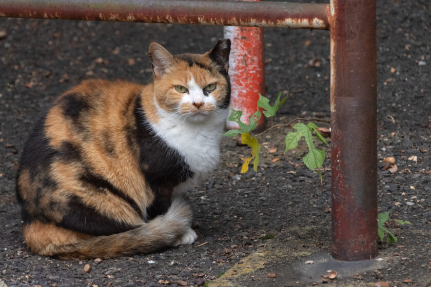 日野市の猫