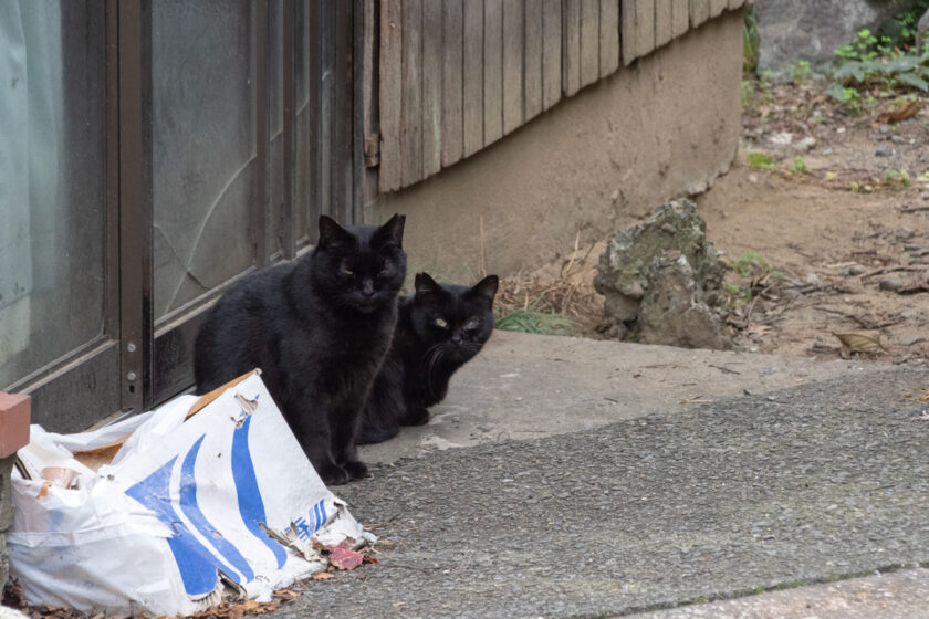 日野市の猫