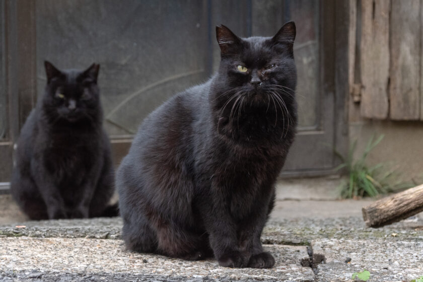 日野市の猫