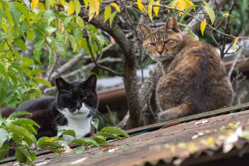 日野市の猫