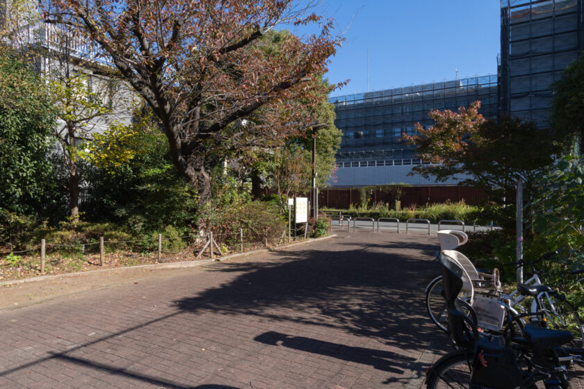 新宿区の猫