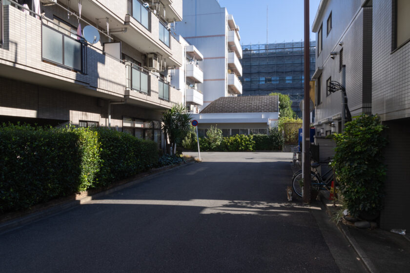 新宿区の猫