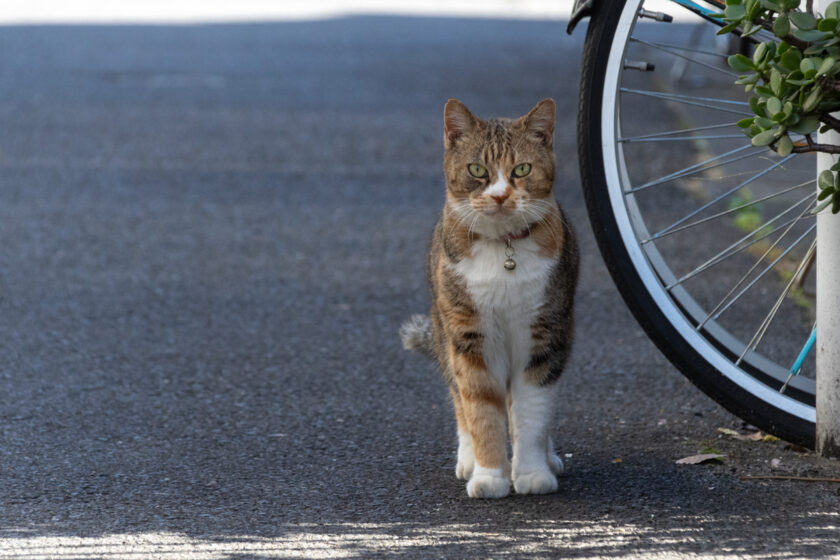 新宿区の猫