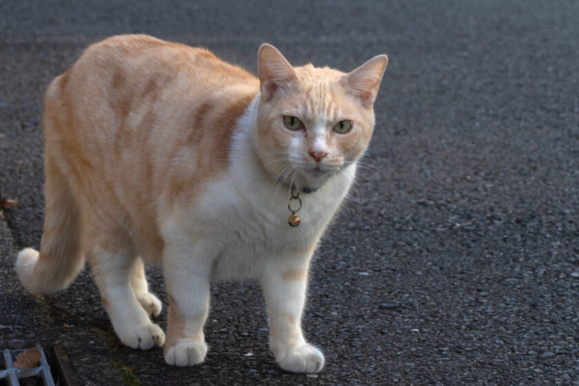 新宿区の猫