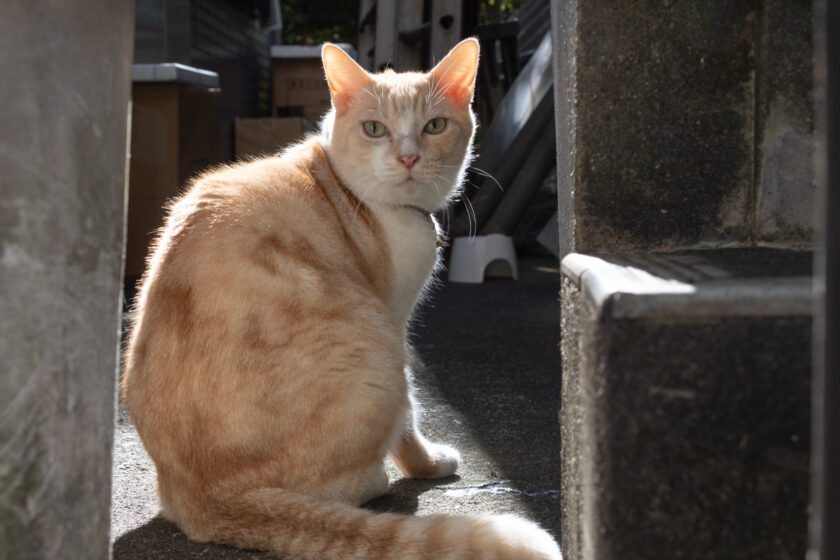 新宿区の猫