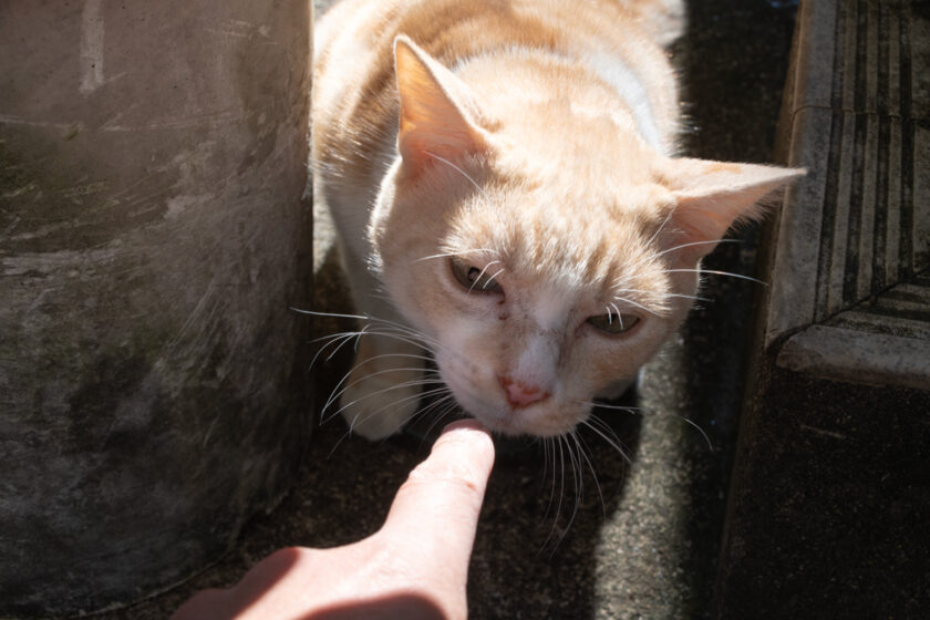 新宿区の猫