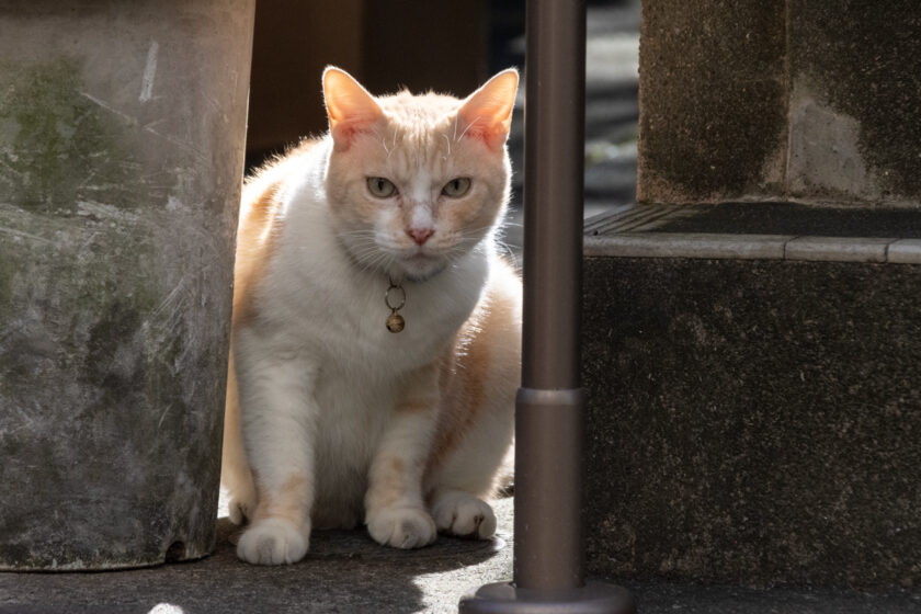 新宿区の猫