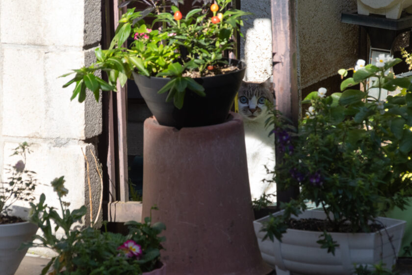 新宿区の猫