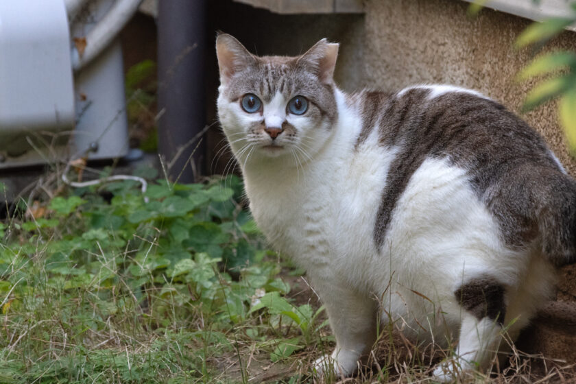 新宿区の猫